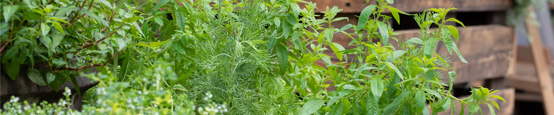 GS626975.jpg GS626975.jpg