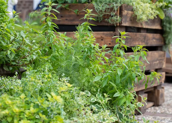 Der Kräutergarten im Mai Der Kräutergarten im Mai