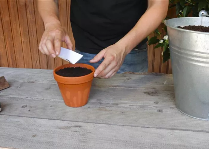 Estragon - Aussäen von Samen Estragon - Aussäen von Samen