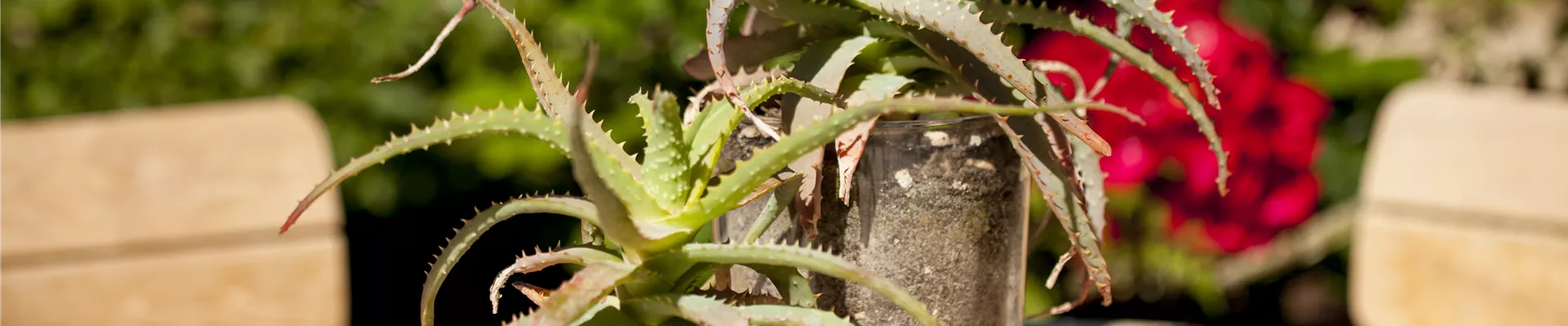 GS444963.jpg GS444963.jpg