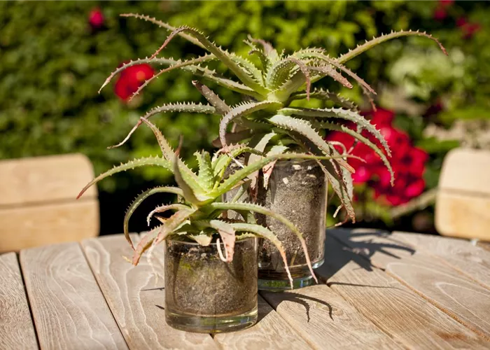 Ab an die frische Luft – Sommerurlaub für Zimmerpflanzen Ab an die frische Luft – Sommerurlaub für Zimmerpflanzen