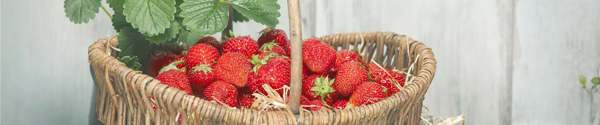 GS495777.jpg GS495777.jpg