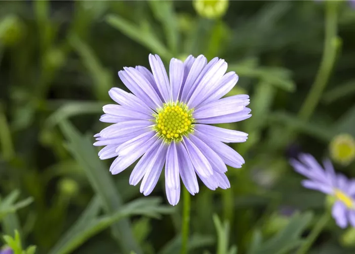 Essbare Blüten - Die schönsten Rezepte Essbare Blüten - Die schönsten Rezepte