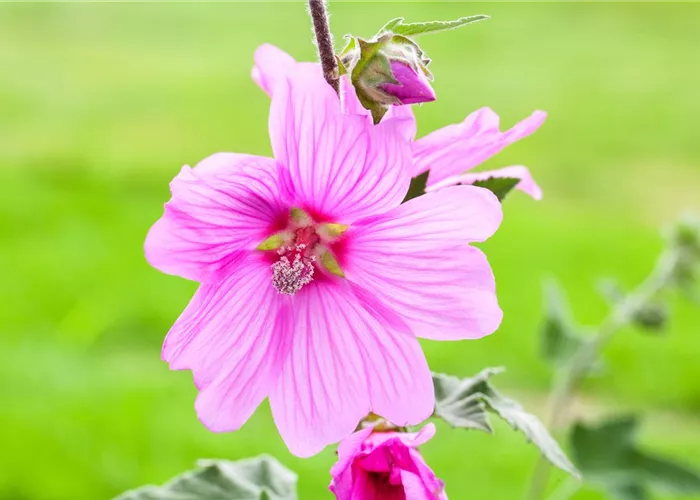 Essbare Blüten Essbare Blüten