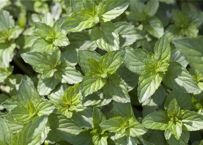 Minze und Pfefferminze – der kleine aber feine Unterschied