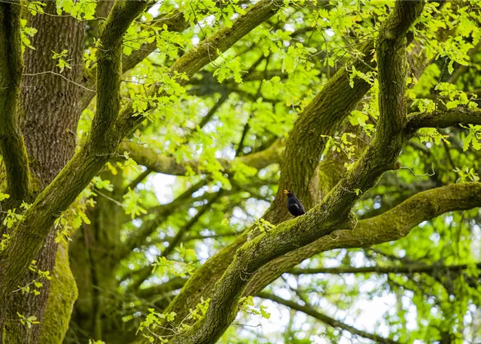 Schattenplätze schaffen Schattenplätze schaffen
