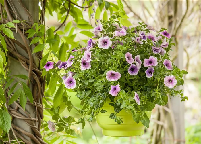 Urban Gardening trifft Upcycling – Blumenampeln aus einem Küchensieb Urban Gardening trifft Upcycling – Blumenampeln aus einem Küchensieb