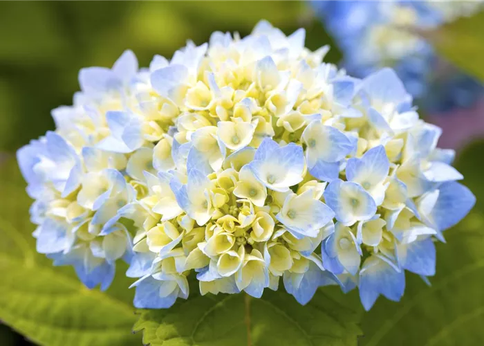 Hortensienarten und ihre wundervollen Eigenschaften Hortensienarten und ihre wundervollen Eigenschaften