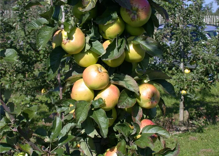 Die Streuobstwiese – Gesundheit zum Selberpflücken Die Streuobstwiese – Gesundheit zum Selberpflücken