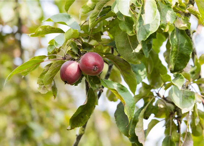 Achtung, fertig, Naschzeit - Die Ernte geht los! Achtung, fertig, Naschzeit - Die Ernte geht los!