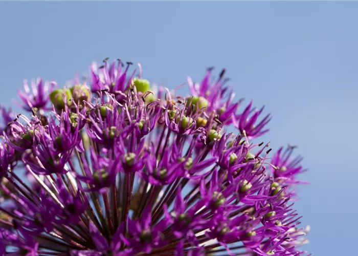 Essbare Blüten machen immer mehr Furore Essbare Blüten machen immer mehr Furore