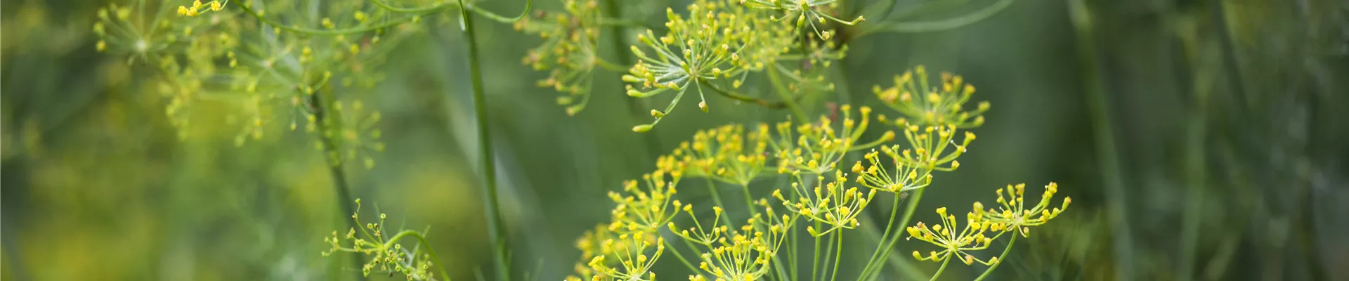 GS443395.jpg GS443395.jpg