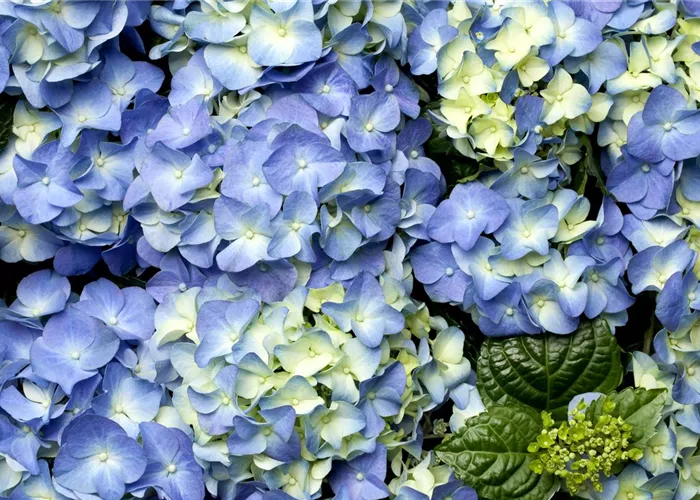 Der schöne Garten-Klassiker – die Hortensie Der schöne Garten-Klassiker – die Hortensie