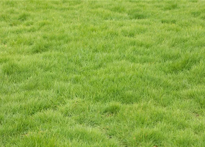 Der gepflegte Rasen Der gepflegte Rasen