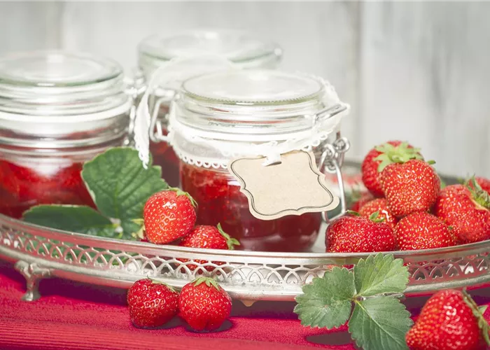 Vom Strauch auf den Frühstückstisch – nach der Ernte kommt der Genuss Vom Strauch auf den Frühstückstisch – nach der Ernte kommt der Genuss