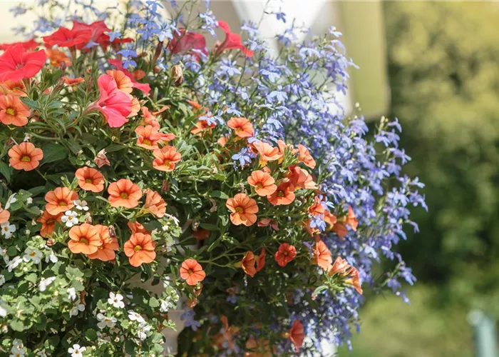 Urban Gardening – Blumenampel aus Konservendosen Urban Gardening – Blumenampel aus Konservendosen