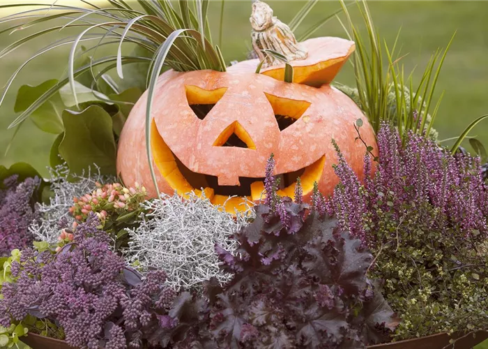 Lecker im Kochtopf oder horrormäßig als Totenkopf – mit dem Kürbis ist alles möglich! Lecker im Kochtopf oder horrormäßig als Totenkopf – mit dem Kürbis ist alles möglich!