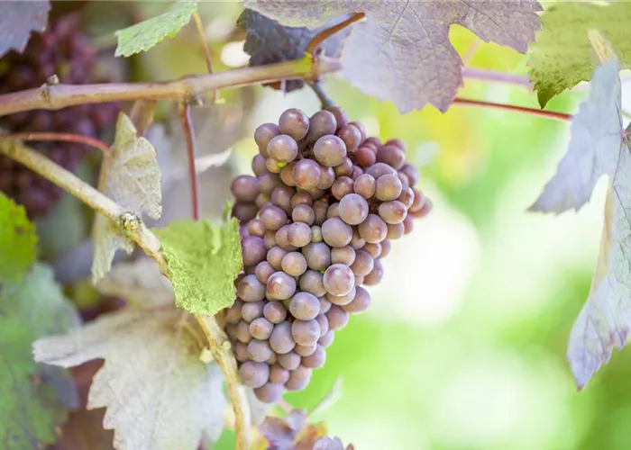 Warum Wein eigentlich aus Beeren gemacht wird Warum Wein eigentlich aus Beeren gemacht wird