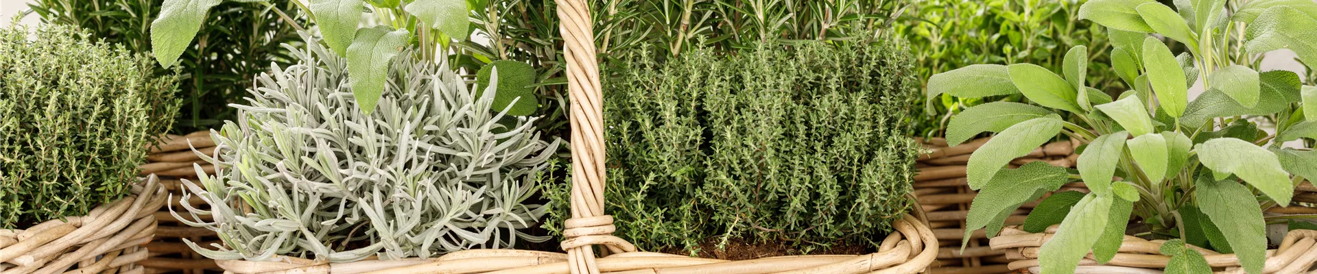 GS531508.jpg GS531508.jpg