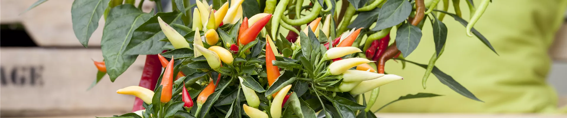 GS517194.jpg GS517194.jpg