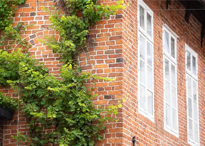Kletterpflanzen – die grünen Bergsteiger im Garten Kletterpflanzen – die grünen Bergsteiger im Garten