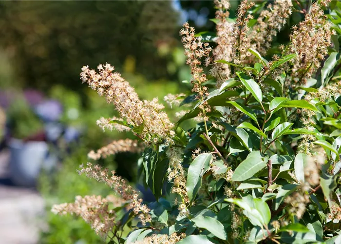 Der portugiesische Kirschlorbeer – Pflegeleichte Schönheit aus dem Mittelmeer Der portugiesische Kirschlorbeer – Pflegeleichte Schönheit aus dem Mittelmeer