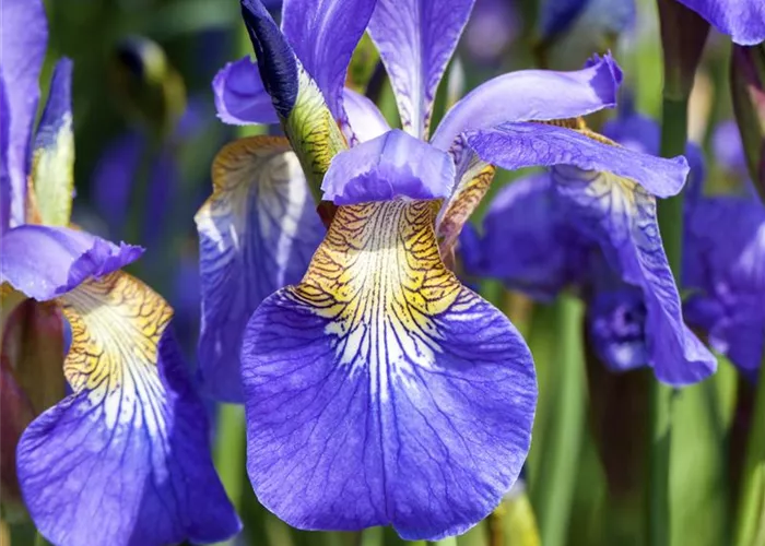 Iris sibirica Iris sibirica