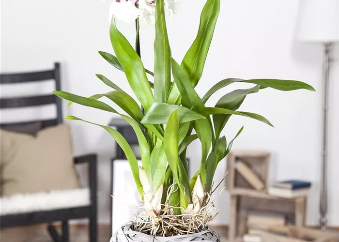 Die Königin der Zimmerpflanzen – Orchideen allgemein Die Königin der Zimmerpflanzen – Orchideen allgemein