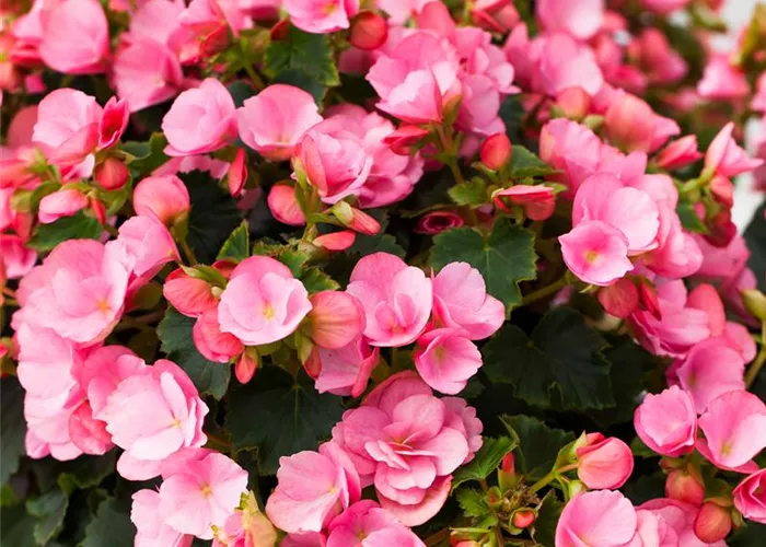 Begonien überwintern – frostempfindliche Knollen im Winter Begonien überwintern – frostempfindliche Knollen im Winter