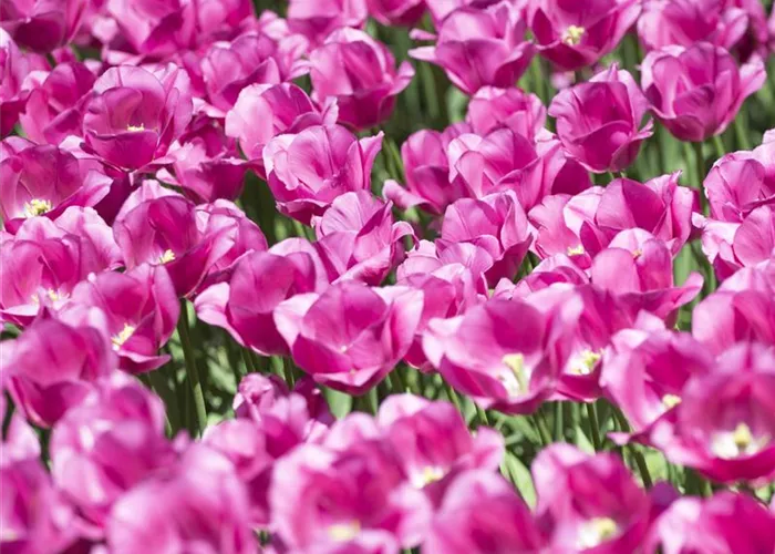 Stauden und Blumenzwiebeln kombinieren Stauden und Blumenzwiebeln kombinieren