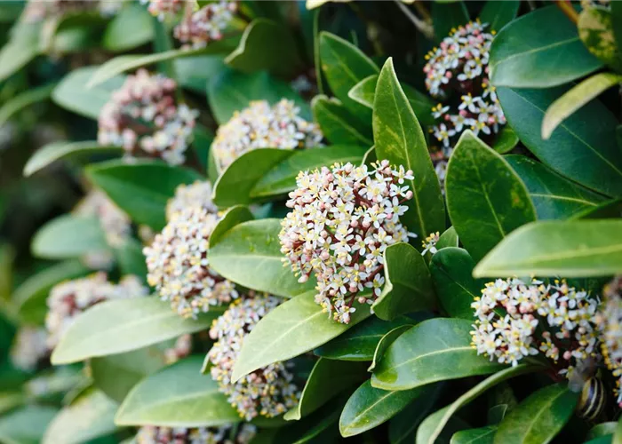 Vom Grünen und Blühen im Schnee Vom Grünen und Blühen im Schnee
