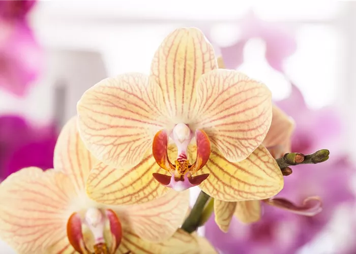 Exotik am Fensterbrett Exotik am Fensterbrett