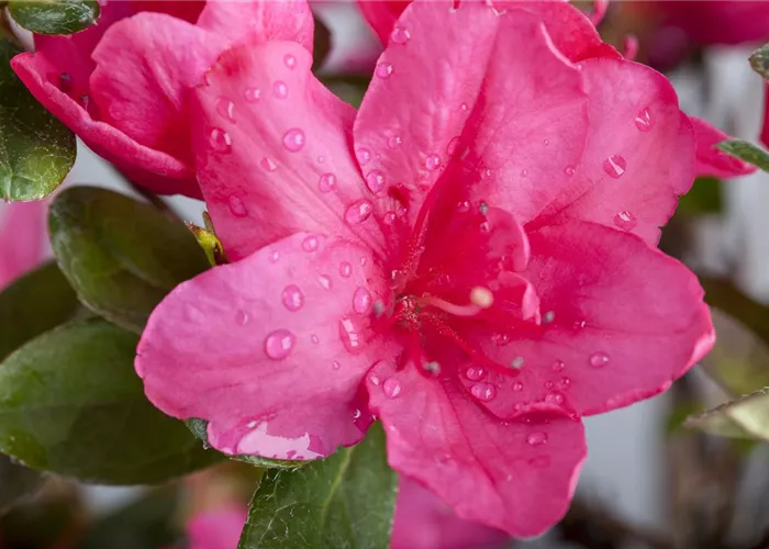 Die Zimmerazalee – bunte Schönheit bei tristem Wetter Die Zimmerazalee – bunte Schönheit bei tristem Wetter