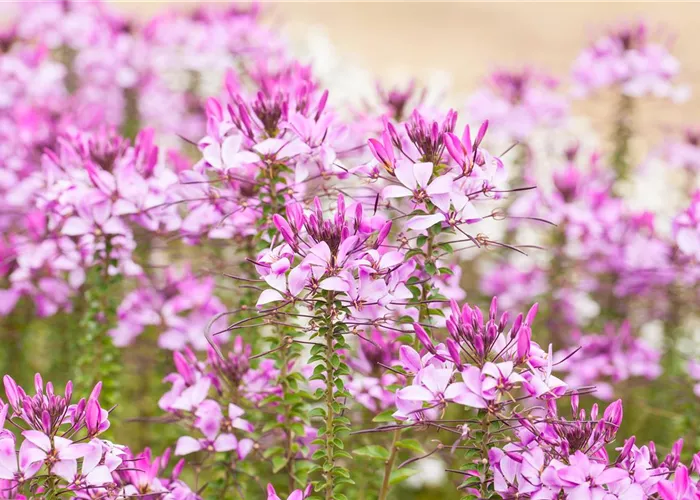 Upcycling mit Milchtüten – aus alt mach neu! Upcycling mit Milchtüten – aus alt mach neu!