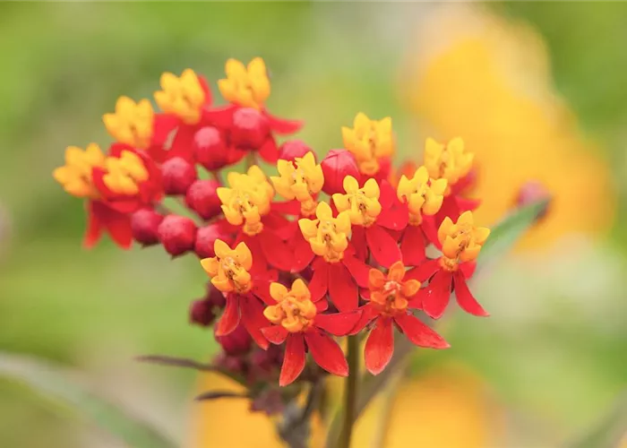 Seidenpflanze - Einpflanzen im Garten Seidenpflanze - Einpflanzen im Garten