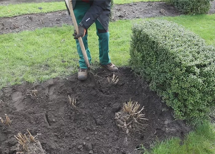 Dahlien - Einpflanzen im Garten Dahlien - Einpflanzen im Garten