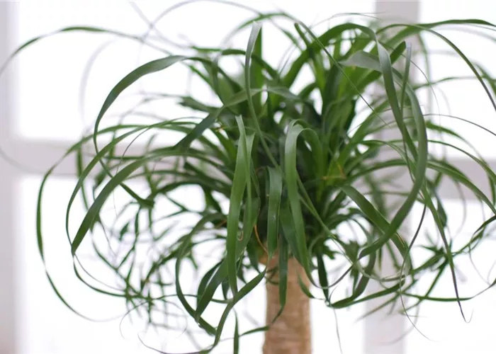 Elefantenfuß - Einpflanzen in ein Gefäß Elefantenfuß - Einpflanzen in ein Gefäß