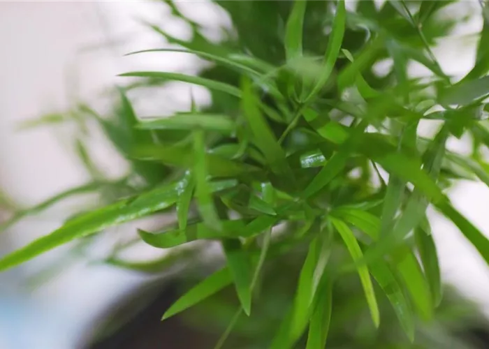 Zierspargel - Einpflanzen in ein Gefäß Zierspargel - Einpflanzen in ein Gefäß