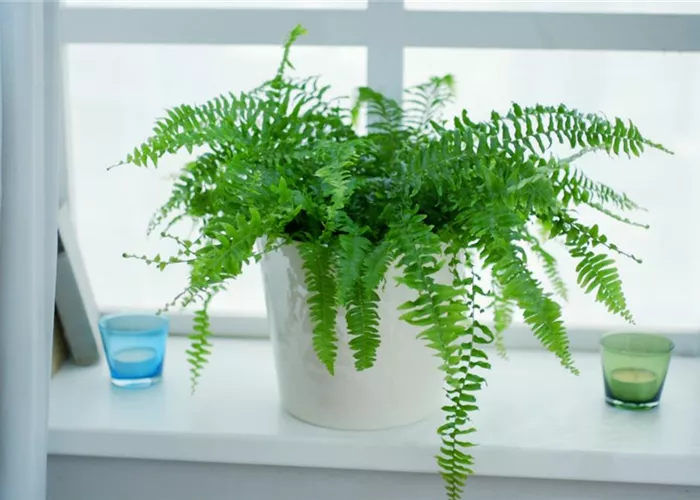 Schwertfarn - Einpflanzen in ein Gefäß Schwertfarn - Einpflanzen in ein Gefäß