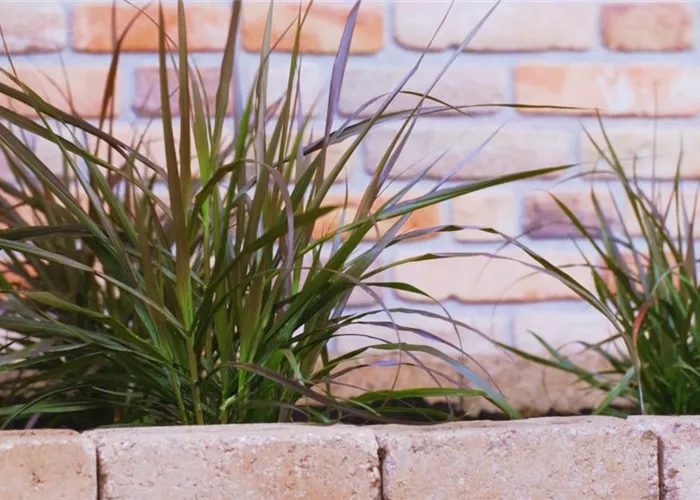 Afrikanisches Lampenputzergras - Einpflanzen im Garten Afrikanisches Lampenputzergras - Einpflanzen im Garten