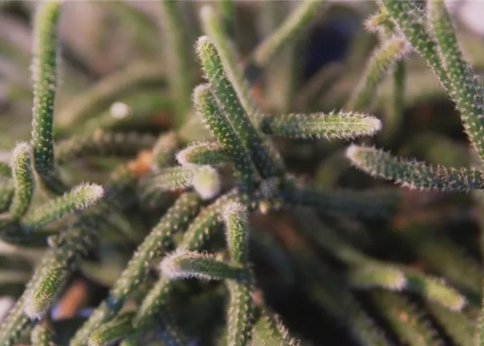 Binsenkaktus - Umtopfen Binsenkaktus - Umtopfen