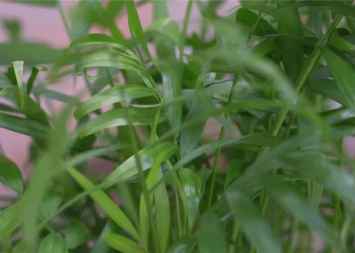 Mexikanische Bergpalme - Umtopfen Mexikanische Bergpalme - Umtopfen