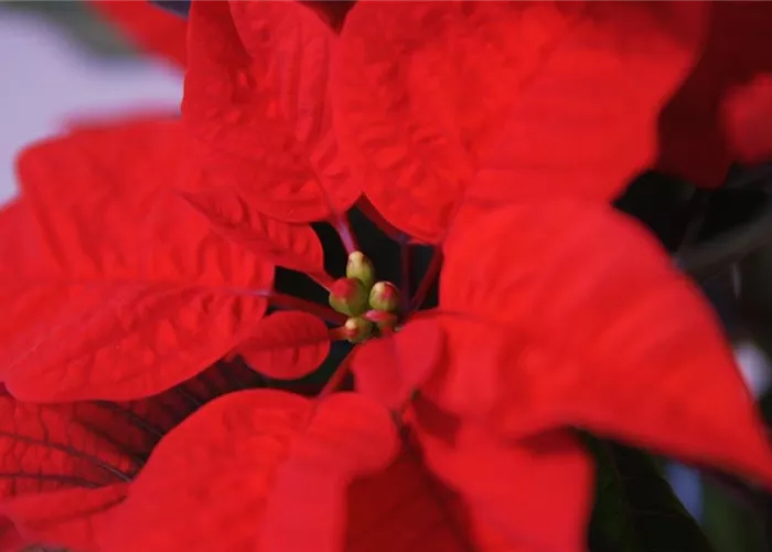 Weihnachtsstern - Umtopfen Weihnachtsstern - Umtopfen