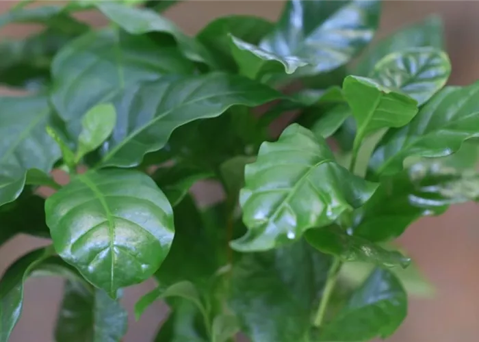 Kaffeepflanze - Umtopfen Kaffeepflanze - Umtopfen