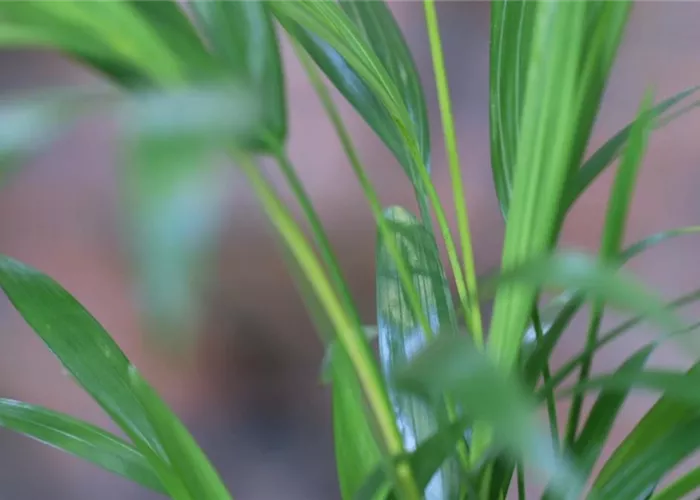 Katzenpalme - Umtopfen Katzenpalme - Umtopfen