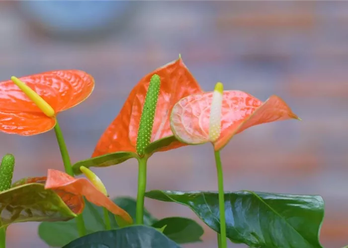 Flamingoblume - Umtopfen Flamingoblume - Umtopfen