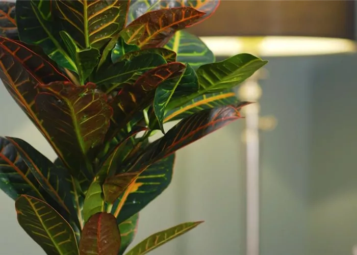 Zimmerpflanzenportrait - Wunderstrauch Zimmerpflanzenportrait - Wunderstrauch