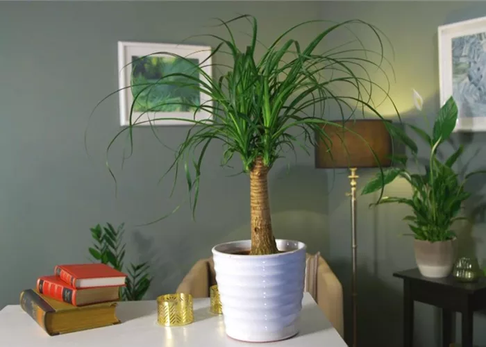 Zimmerpflanzenportrait - Elefantenfuß Zimmerpflanzenportrait - Elefantenfuß