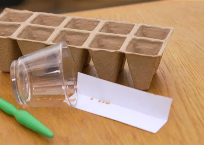 Aubergine - Aussaat Aubergine - Aussaat