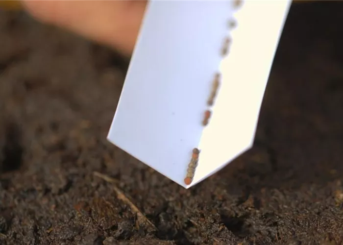 Brokkoli - Aussaat Brokkoli - Aussaat